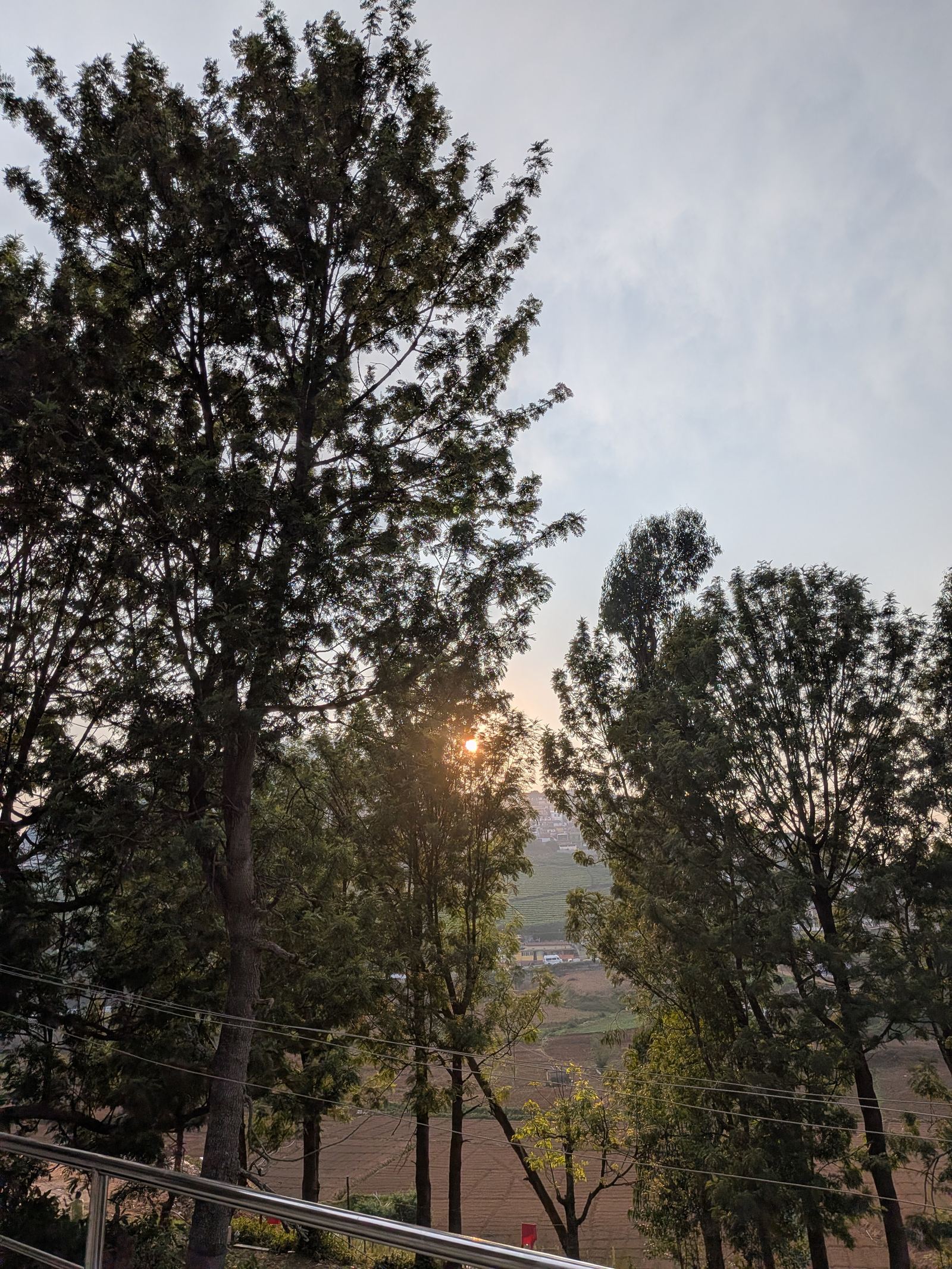 Sunset light through the pine trees near La Siesta